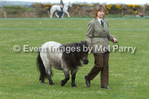 sioe nefyn show 2013 horse and pony shetlands may 2013