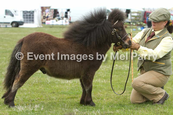 sioe nefyn show 2013 horse and pony shetlands may 2013