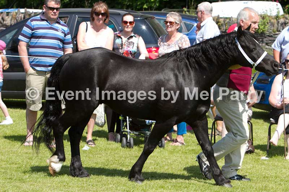 Dyffryn Ogwen Show, Bethesda June 2013 show photos horse photos equestrian photos