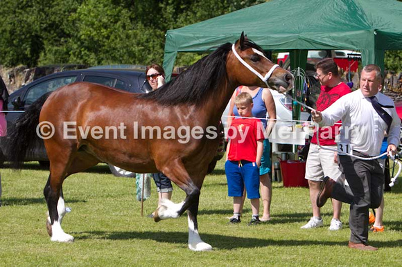 Dyffryn Ogwen Show, Bethesda June 2013 show photos horse photos equestrian photos
