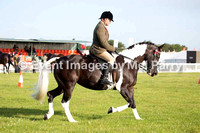 anglesey show horse photos photography equine colored